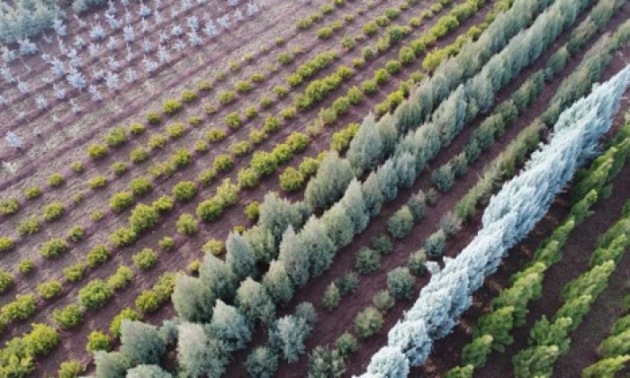 Türkiye’nin En Büyük Fidanlığından 40 Şehre Fidan